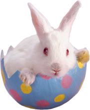 Bunny Rabbit in Easter Egg